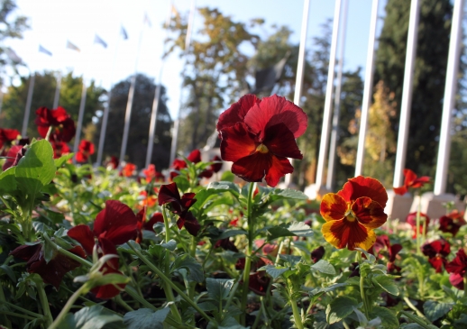 Kırkayak Parkında Sonbahar Güzellikleri