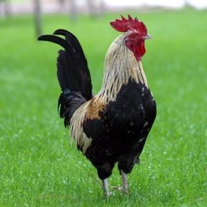 Horuz