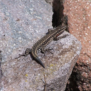 Kestenkele