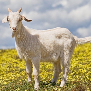 Olak