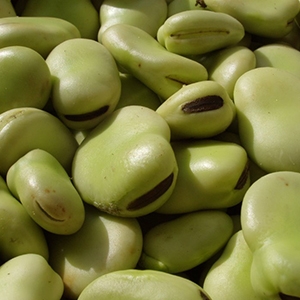 Pakla