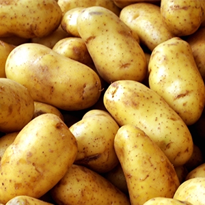 Patata