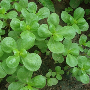 Pirpirim