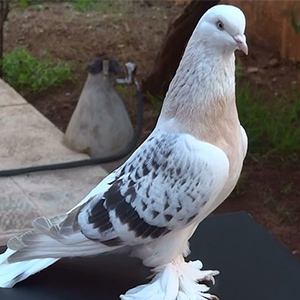 Yabanı
