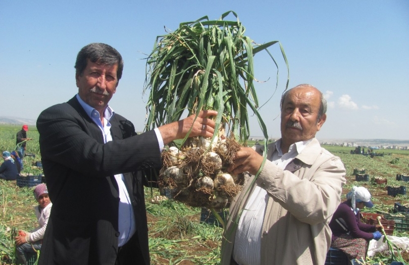 Araban Ovasında yeşil sarımsak hasadı başladı