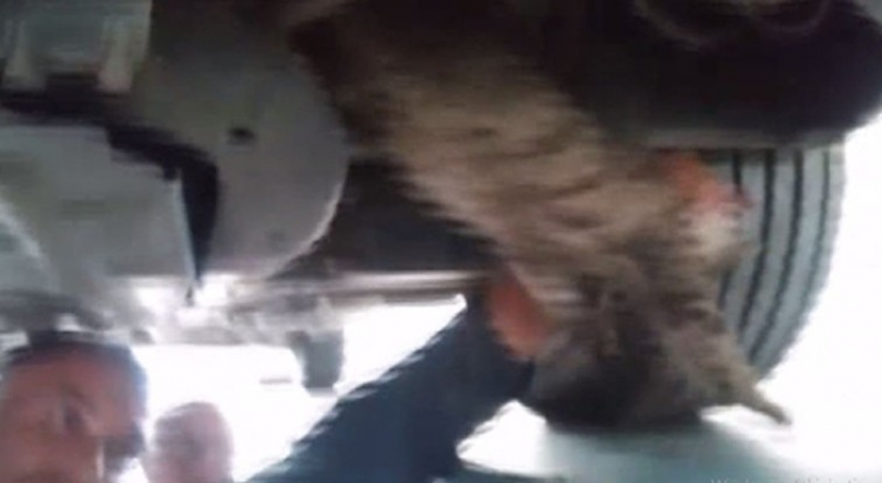 Aracın motoruna sıkışan kediyi tamirci ustası kurtardı