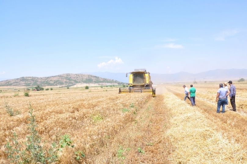 Türkiye’nin tahıl ambarı Güneydoğu’da buğday ve arpa hasadı başladı