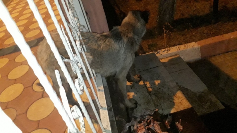 Demir korkuluklara sıkışan köpeği polis ve hayvan severler kurtardı