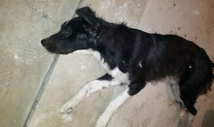 Gaziantep’te köpek vahşeti
