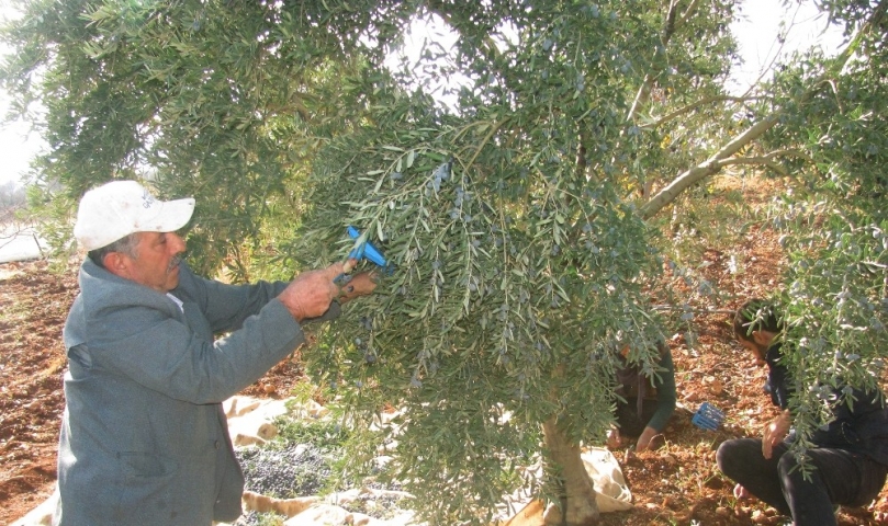 Araban’da Zeytin Hasadı