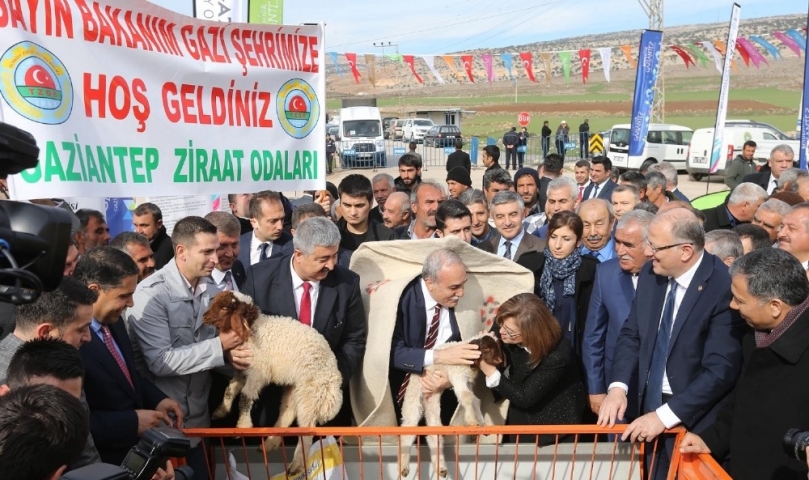Gaziantep’te Tarım Ve Hayvancılığa Büyük Destek