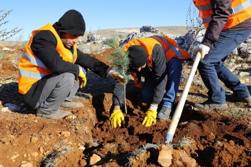 1 milyon metre karelik alana ağaçlandırma