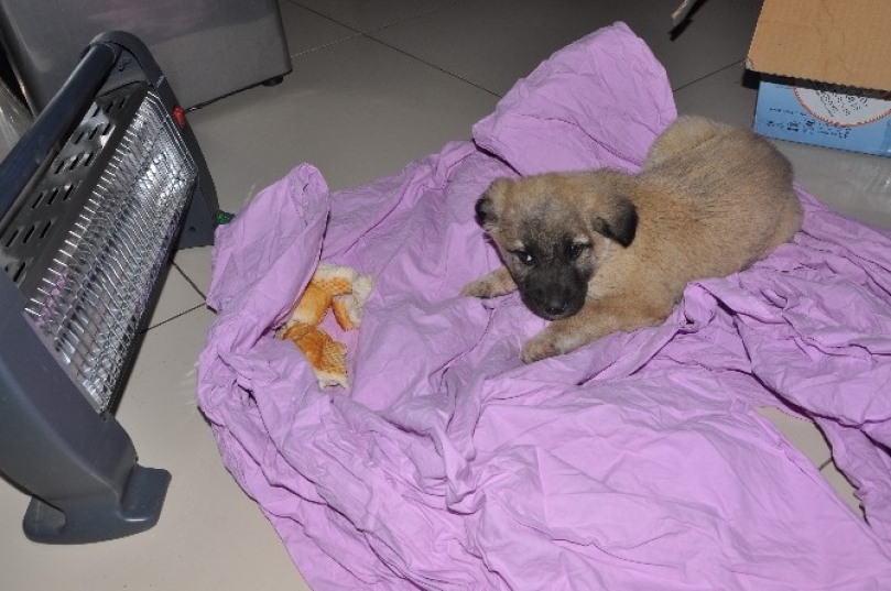 Donmak üzere olan köpek kurtarıldı