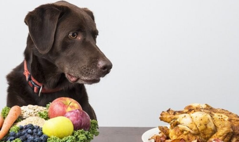 Köpeklerin yiyebileceği insan yiyecekleri