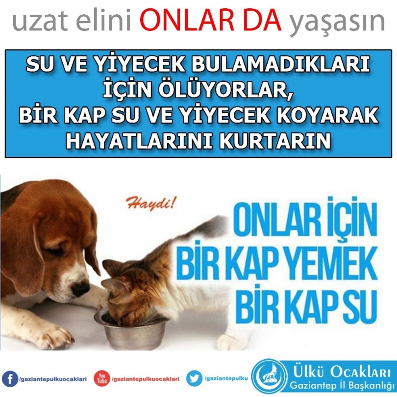 Gaziantep Ülkü Ocaklarından sokak hayvanlarına şefkat eli