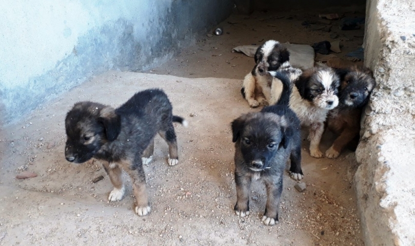 7 tane yavru köpeği çuvalla inşaata attılar