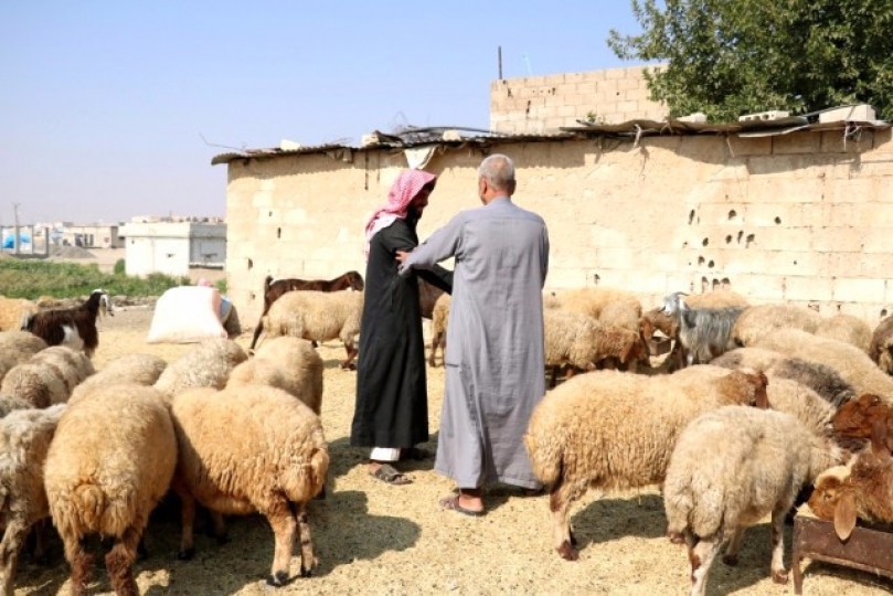 Cerablus'ta Kurban Satışları Başladı