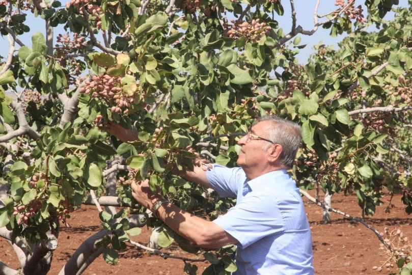 Ürettiği Antepfıstığı çeşidine soyadını verip tescilletti