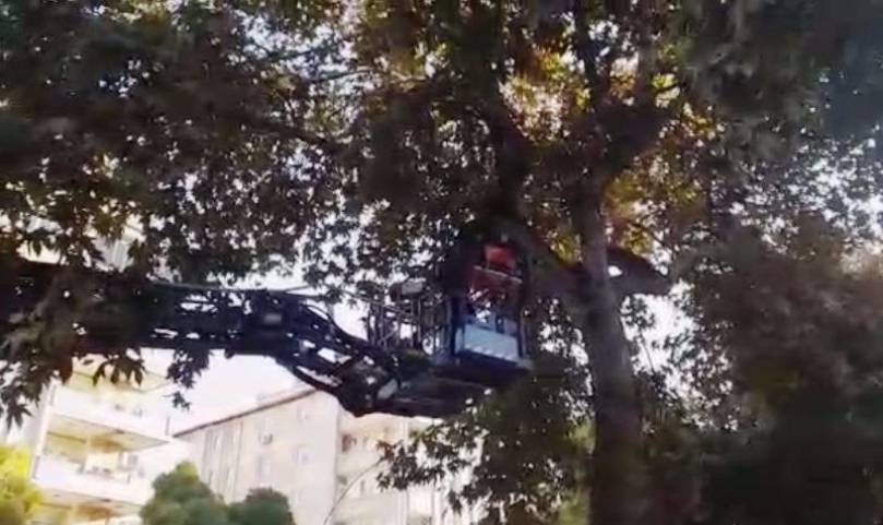 Gaziantep’te ağaçta mahsur kalan kediyi itfaiye kurtardı