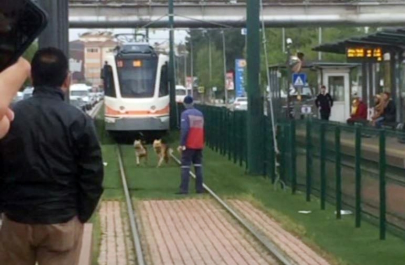 Tramvaya kurt köpeği eskortu