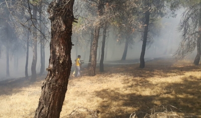 Düllükbaba ormanında yangın