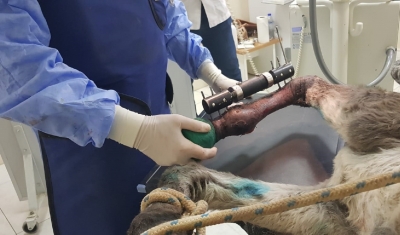 Yaralı Eşek Eksternal Fiksatör İle Ayağa Kalktı