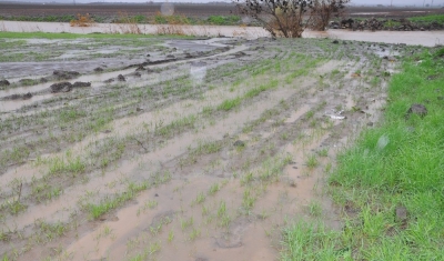 Buğday Tarlaları Gölete Döndü