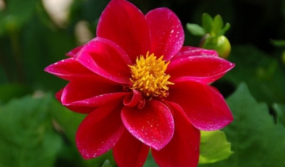 Rüyada Kırmızı Çiçek Görmek Ne Anlama Gelir?