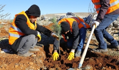 1 milyon metre karelik alana ağaçlandırma