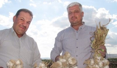 Araban Ovası’nda ’Beyaz Altın’ hasadı başladı