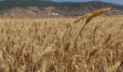 Buğday hasadı üreticinin yüzünü güldürdü