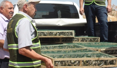 Suriye’ye götürülürken yakalanan saka kuşları doğaya bırakıldı