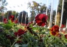 Kırkayak Parkında Sonbahar Güzellikleri
